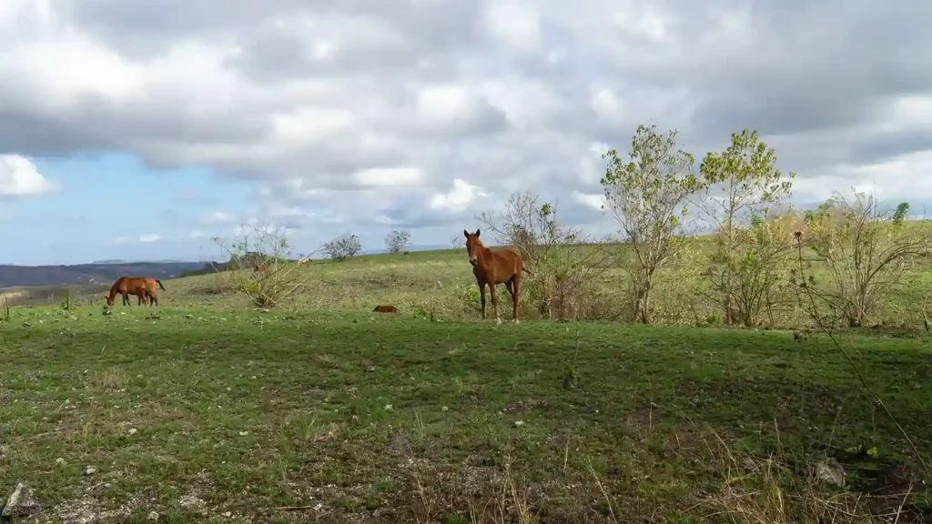 Sumba Horse | Sumba Tour | IndonesiaJuara Trip