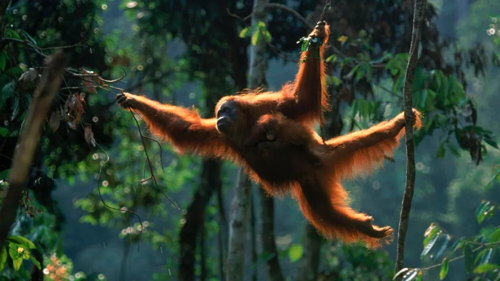 Orangutan Sumatran (Source: worldwildlife.org)