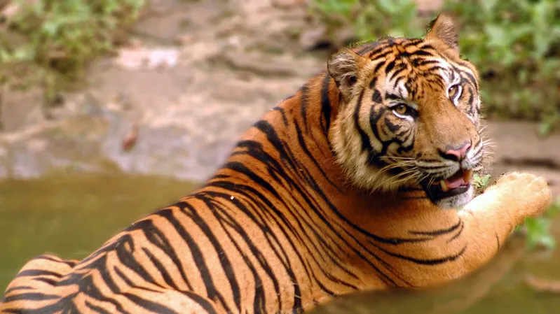 Sumatran Tiger (Source: wwf.id)