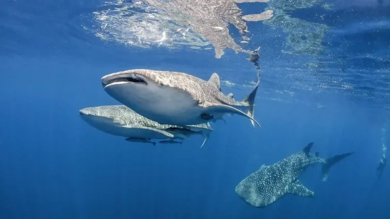 Tips for Swimming Safely with Whale Sharks You Need to Know
