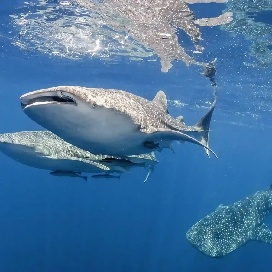 Whale Shark | IndonesiaJuara Trip