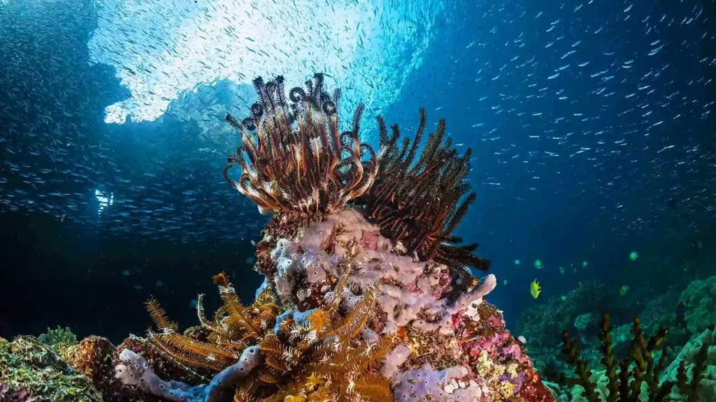 Diving in Raja Ampat Indonesia | Raja Ampat Tour | IndonesiaJuara Trip