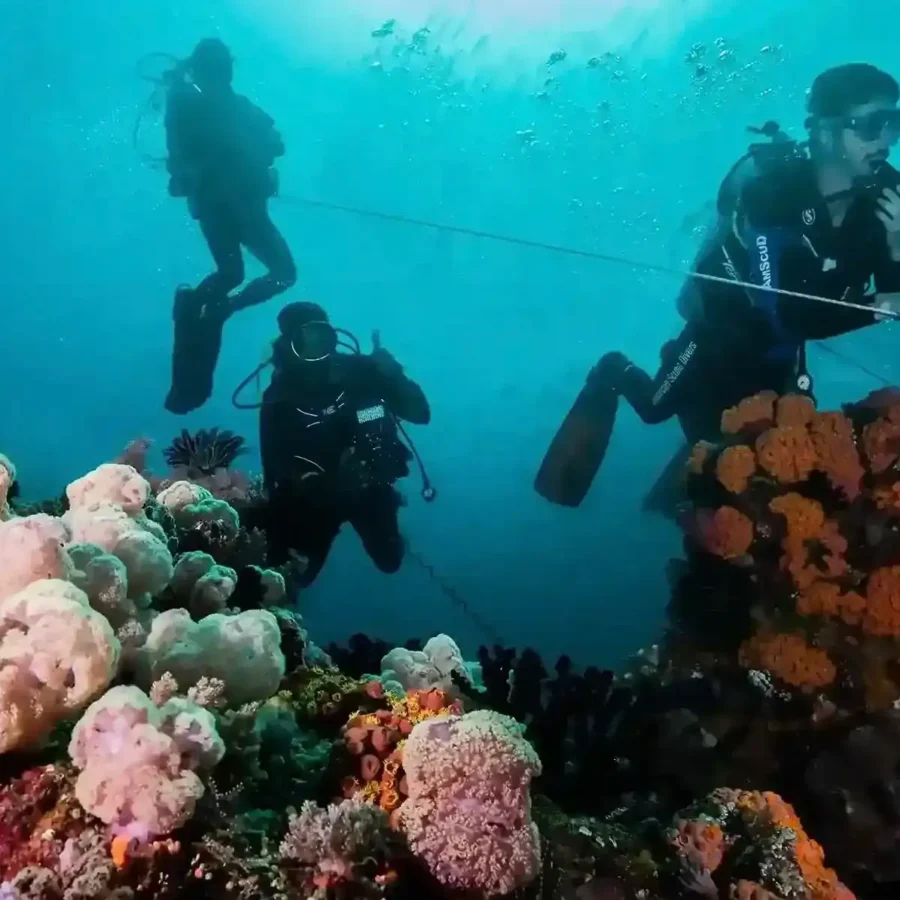 Diving in Komodo | Labuan Bajo Tour | IndonesiaJuara Trip