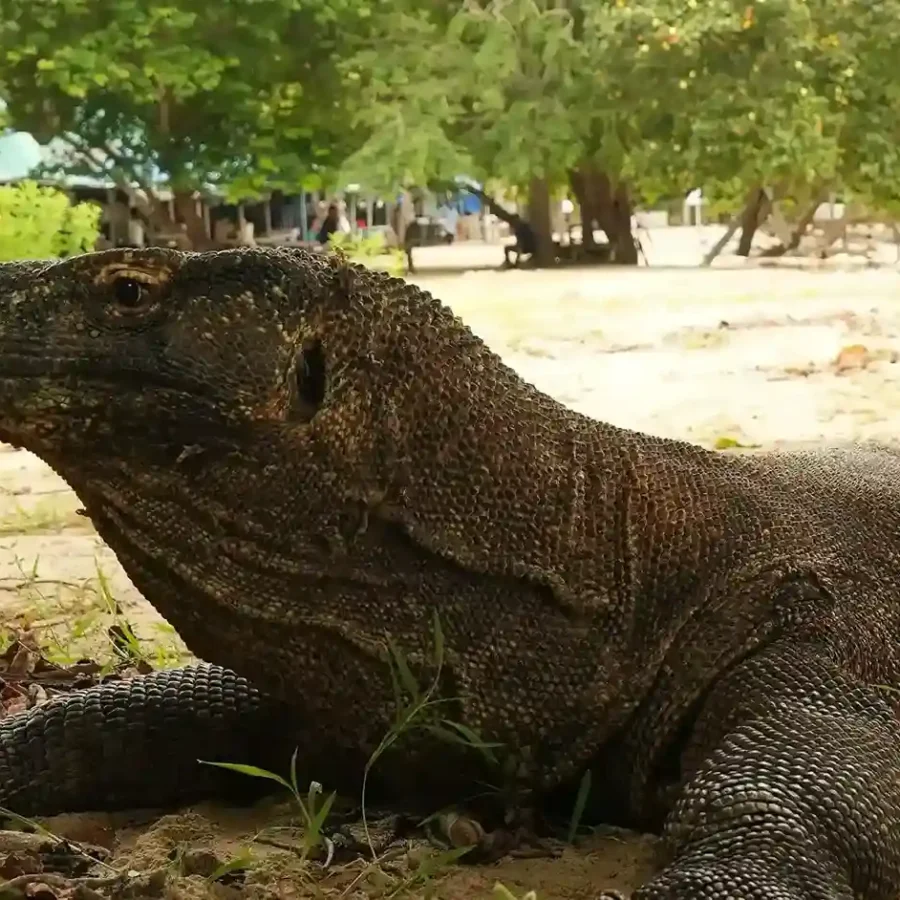Komodo Dragon Labuan Bajo | Labuan Bajo Tour | IndonesiaJuara Trip