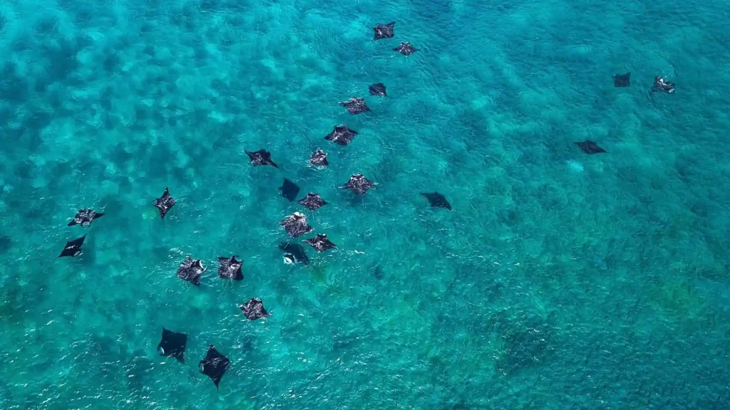 Manta Ray Labuan Bajo | Labuan Bajo Tour | IndonesiaJuara Trip