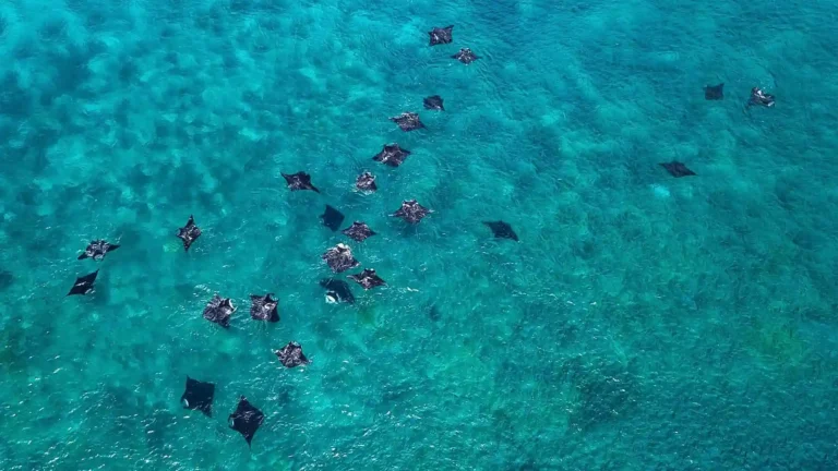 Manta Ray Season in Komodo: Check the Best Time & Complete Info Here!