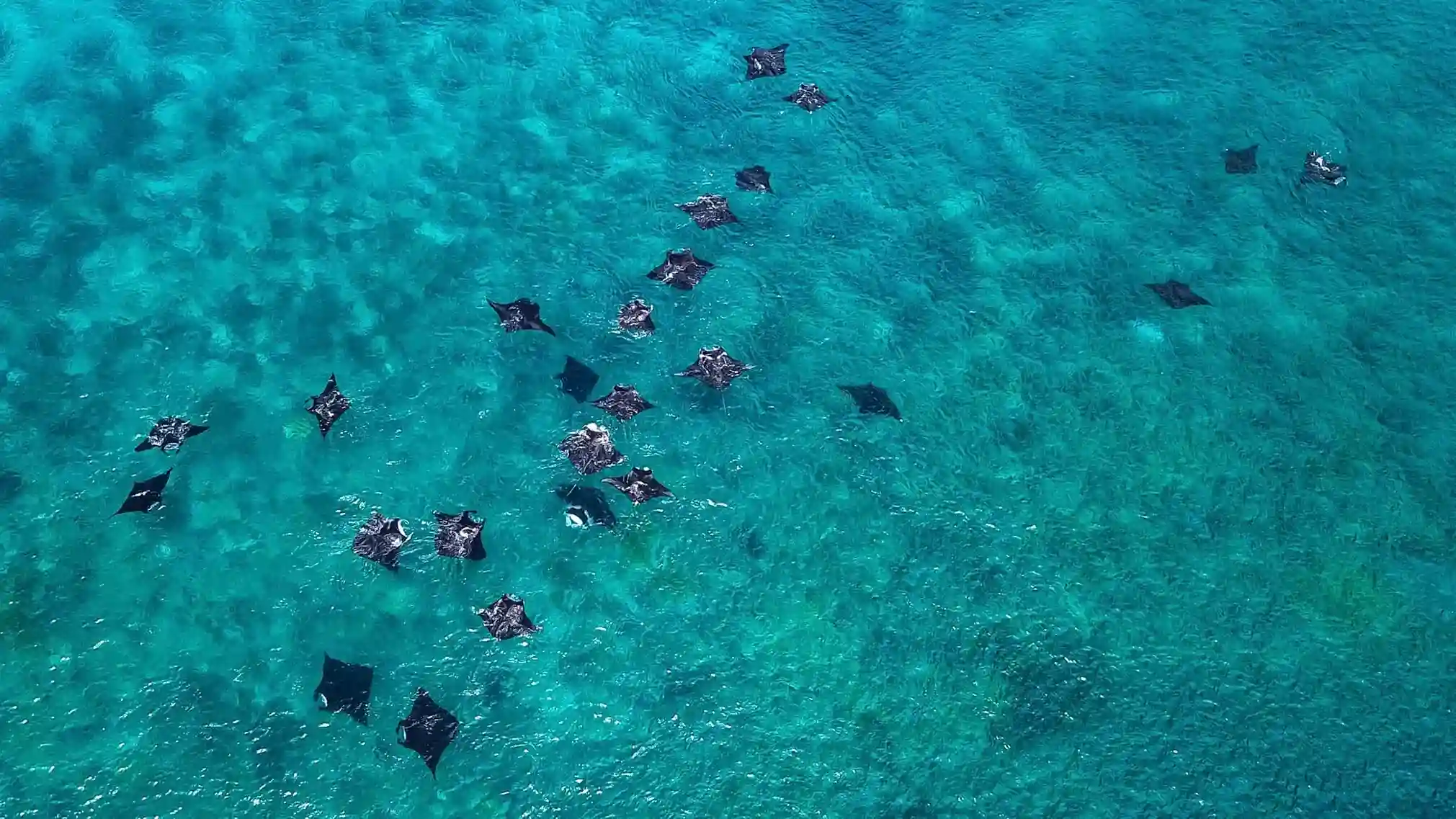 Manta Ray Labuan Bajo | Labuan Bajo Tour | IndonesiaJuara Trip