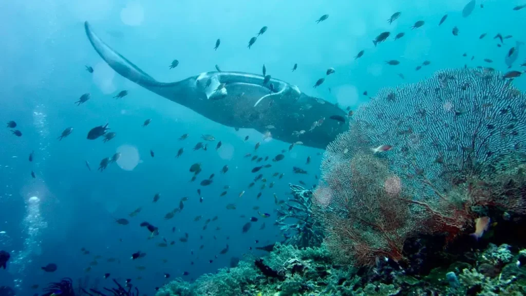 Manta Ray Labuan Bajo | Labuan Bajo Tour | IndonesiaJuara Trip