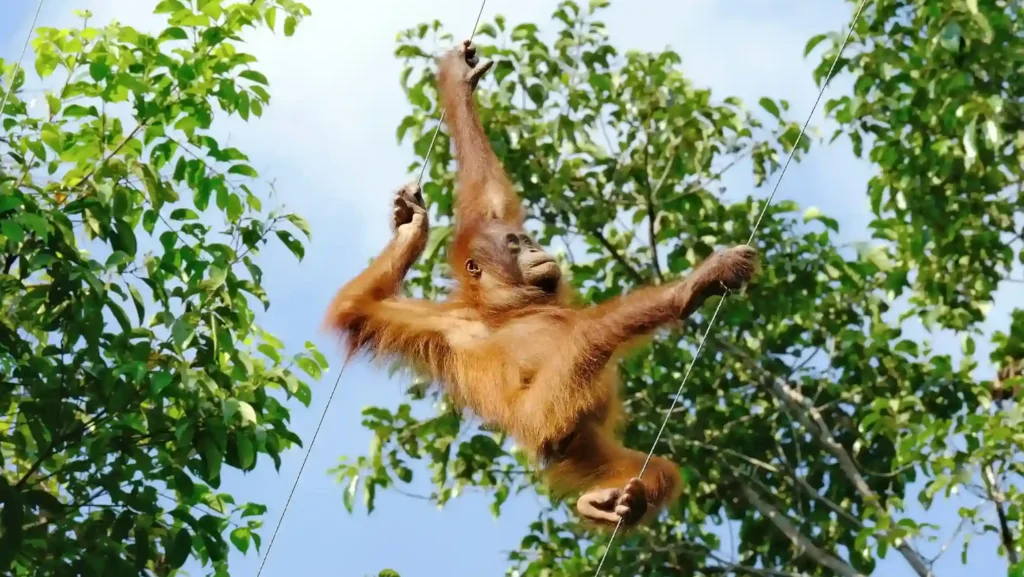 Tanjung Puting (Source: Unsplash | Simone Dinoia)