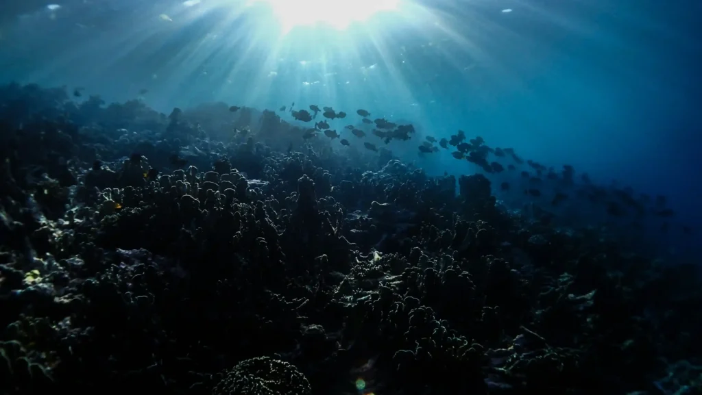 Wakatobi (Source: Unsplash | Benjamin L. Jones)