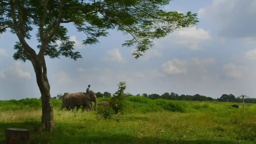 Way Kambas Lampung (Source: commons.wikimedia)