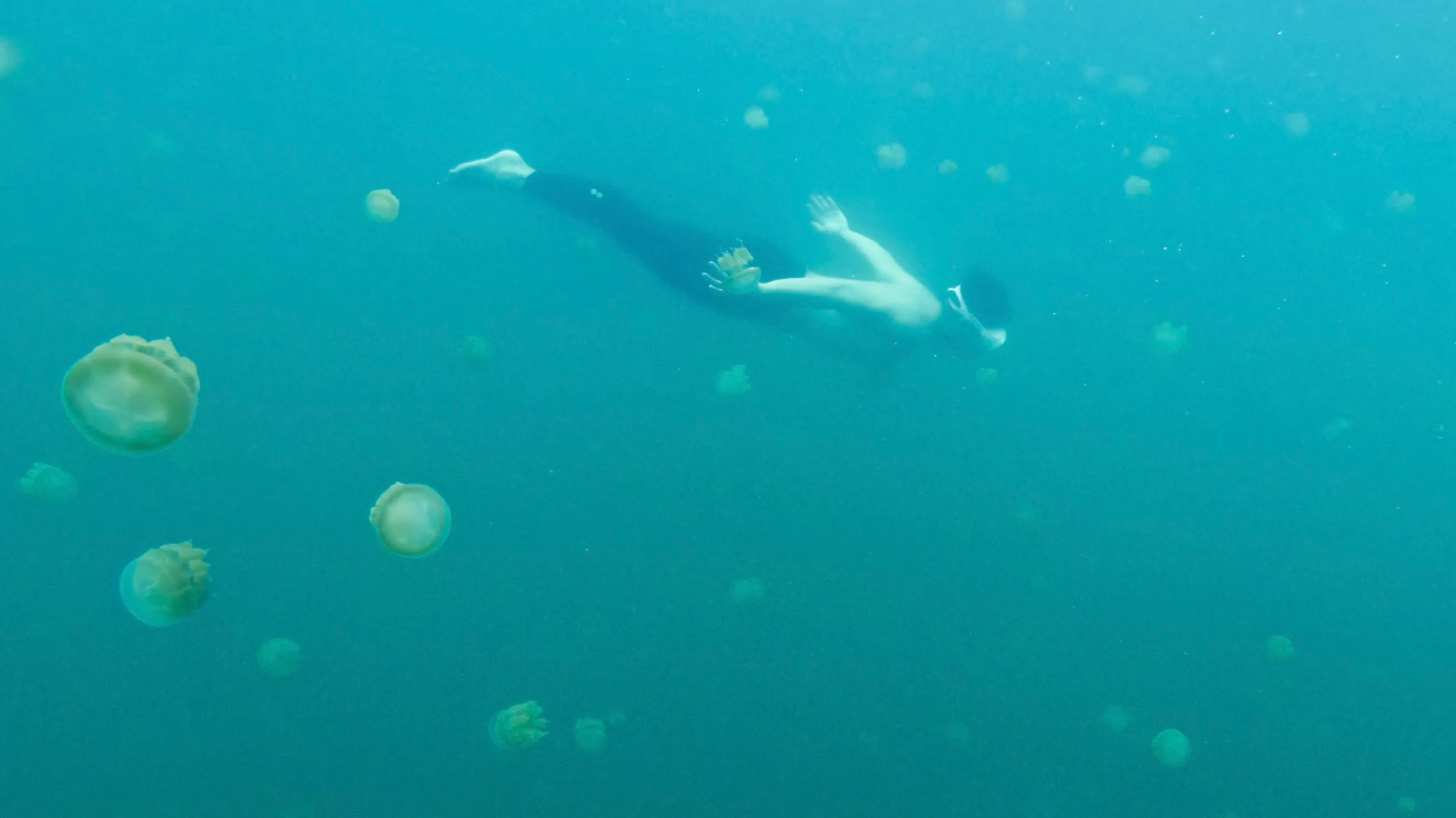 10 Tips for Swimming Safely with Stingless Jellyfish in Kakaban Lake You Should Know