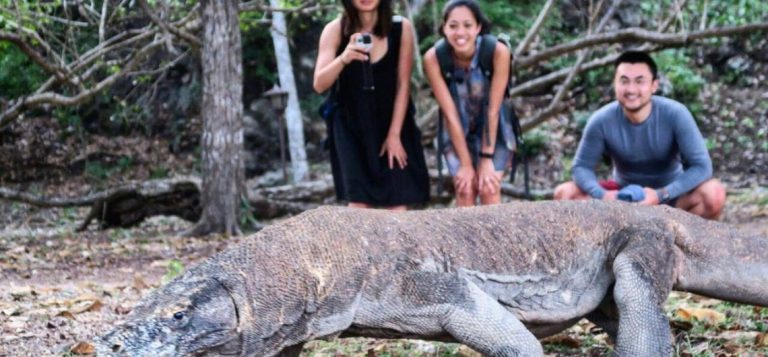 Seperti apa berwisata di pulau Komodo ?