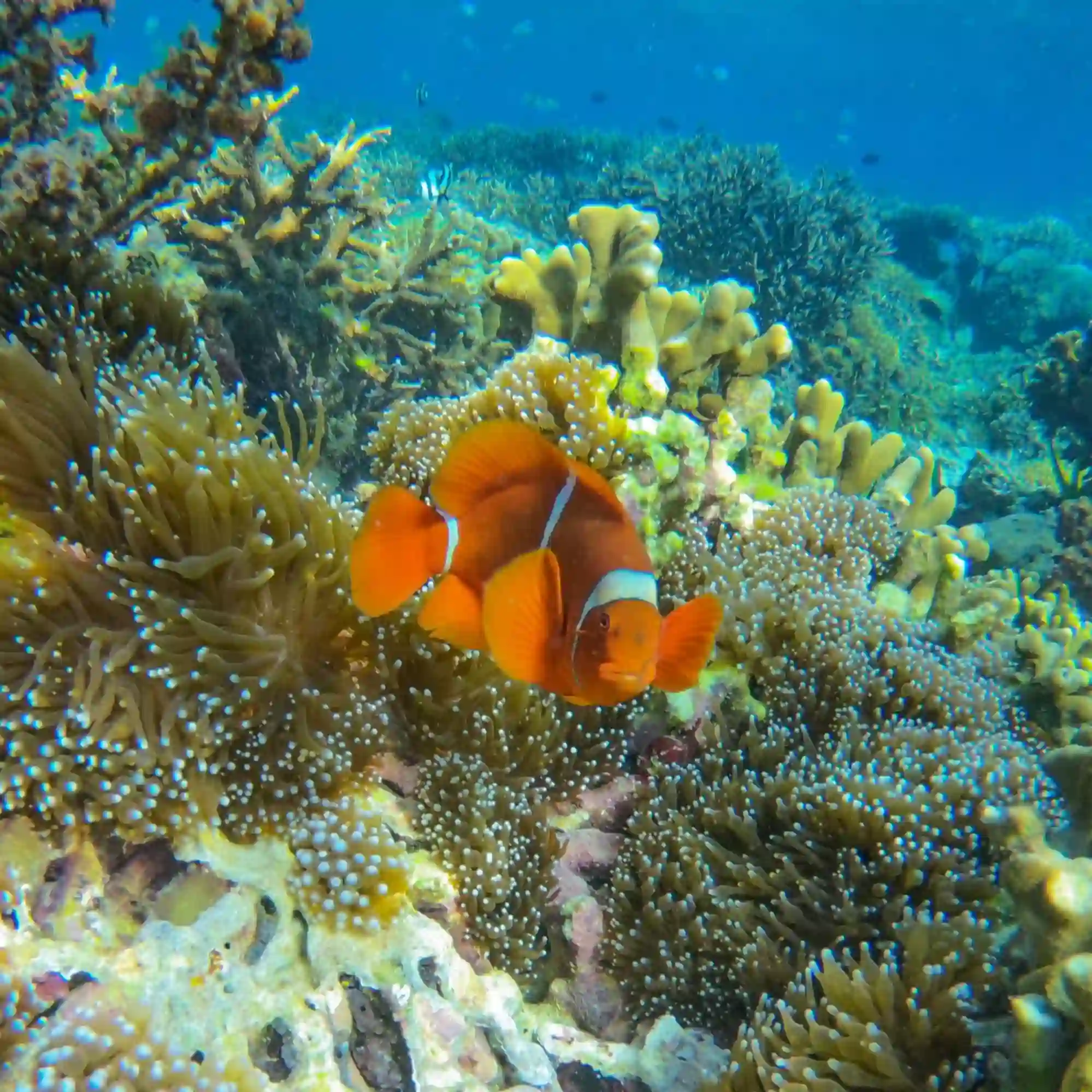 Can this snorkeling tour be combined with running, romance trips, or longer Lombok stays?