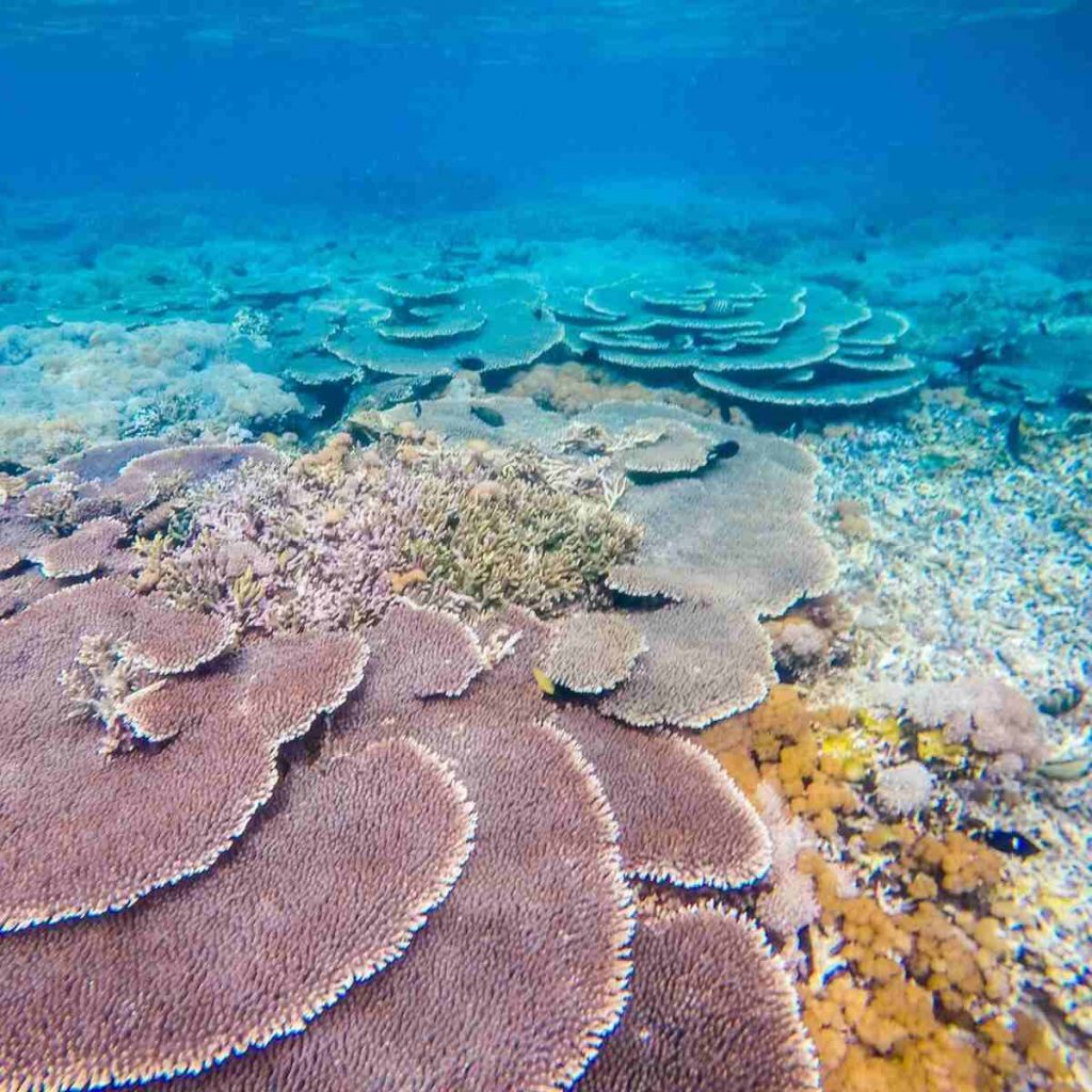 Sebayur Labuan Bajo | IndonesiaJuara Trip