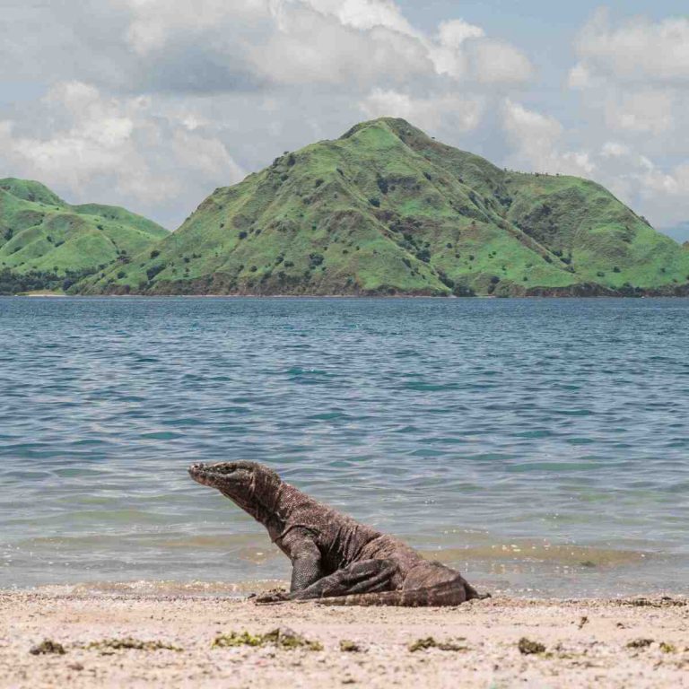 Ini Itinerary Alternatif Melihat Komodo, Jika Tiket TNK Naik