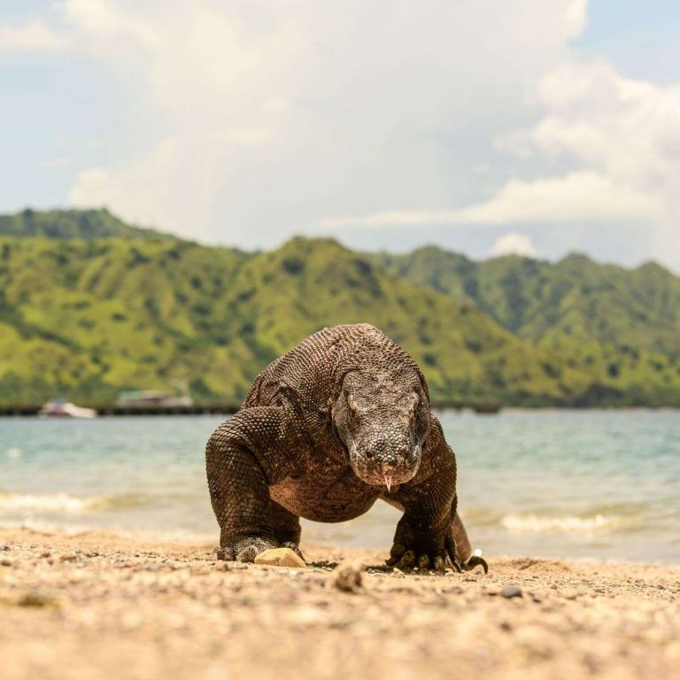 Belum Ada Rencana Destinasi Liburan? Pulau Komodo Bisa Jadi Pilihan