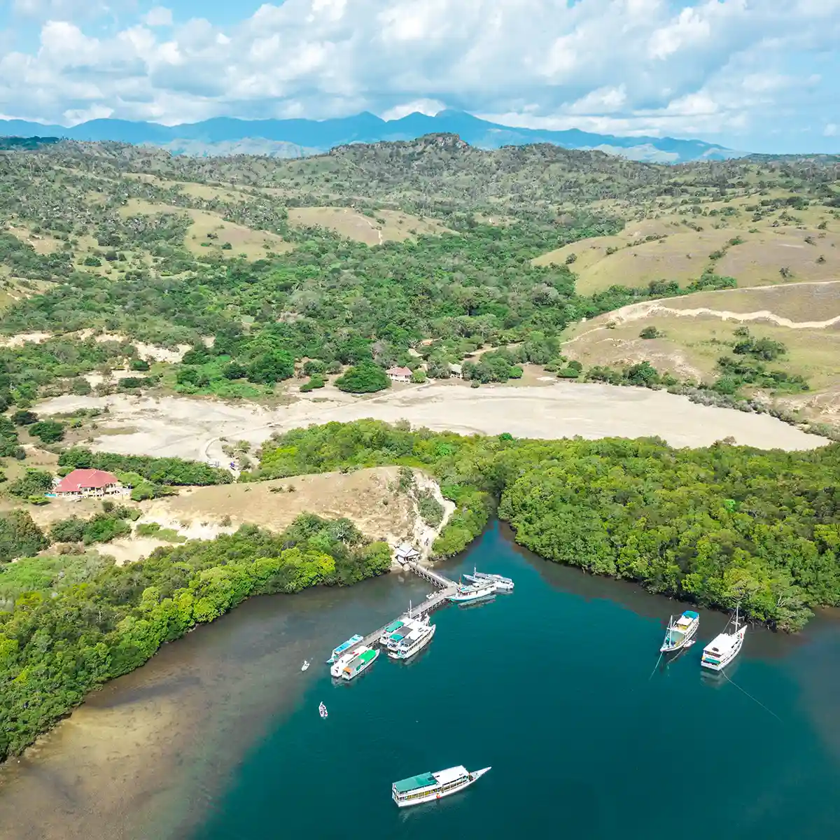 Komodo dragon di habitat aslinya dengan bukit hijau di latar