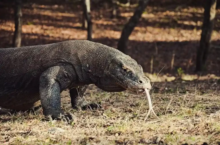 Keunikan Pulau Komodo, Wisata Wajib di Indonesia