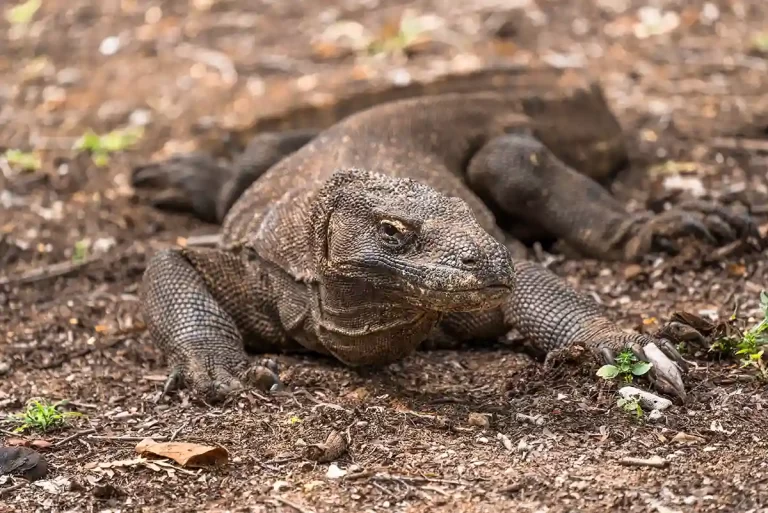Mengenal Komodo, Bagaimana Bahayanya?