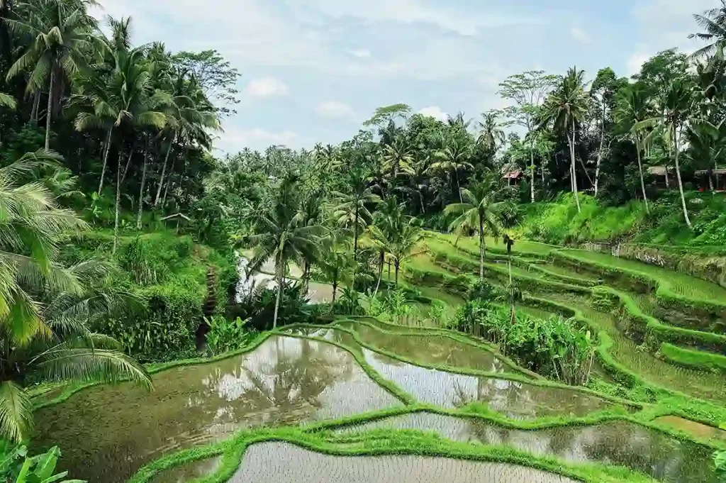 Ubud Bali