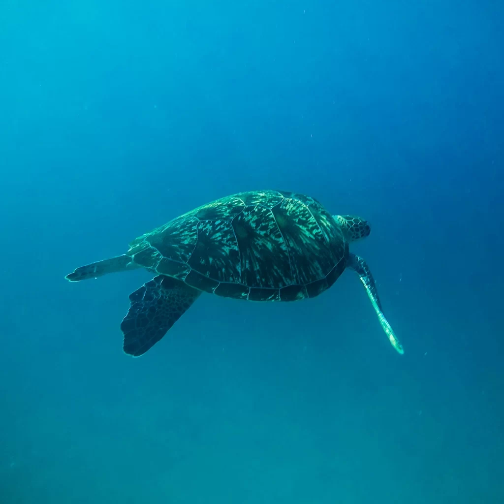 alasan harus ke pulau komodo