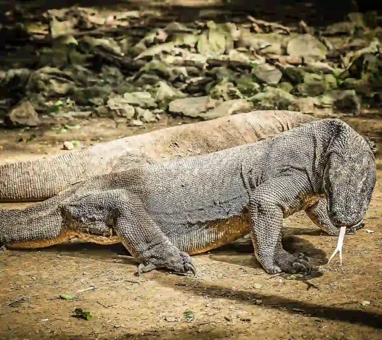 Alasan Harus ke Pulau Komodo Saat Liburan, Rasakan Keseruannya!