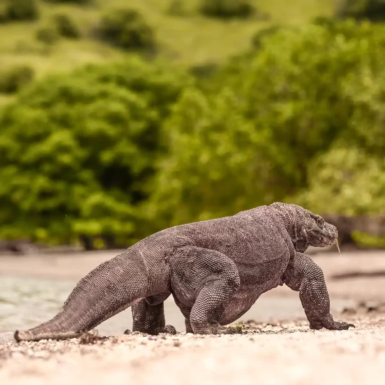 Legenda Komodo yang Populer di Tengah Masyarakat Indonesia