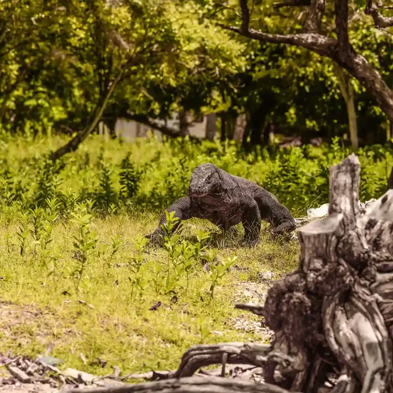 Sejarah Labuan Bajo, Destinasi Wisata Alam Eksotis dengan Komodo!