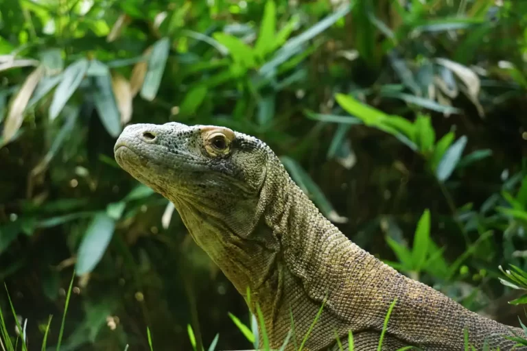 Komodo Berasal dari Mana? Ternyata Ini Fakta Asal Usulnya!