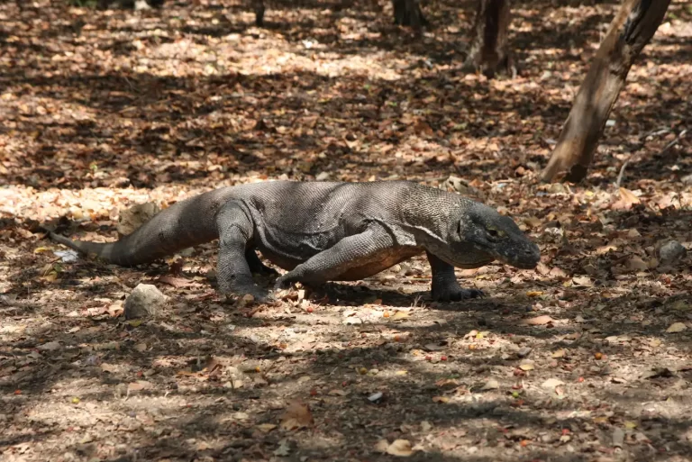 5 Fakta Taman Nasional Komodo yang Perlu Kamu Ketahui