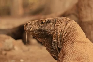 Fakta Taman Nasional Komodo yang Perlu Kamu Ketahui 