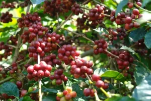 Kopi Manggarai, Kopi Khas dari Nusa Tenggara Timur