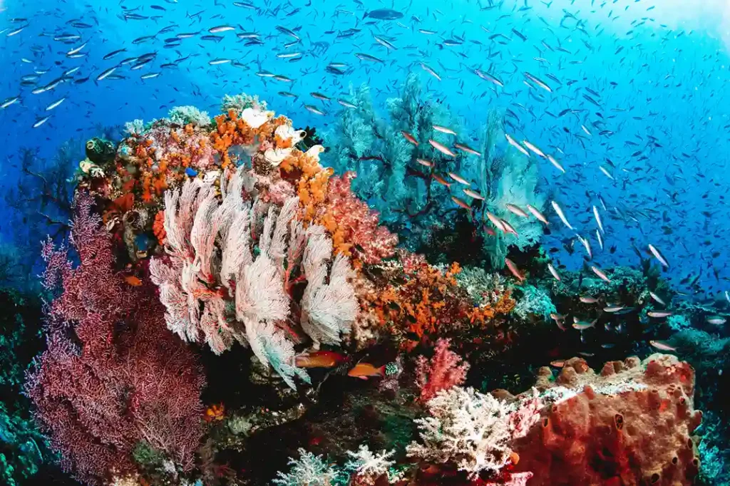 Underwater Spot Diving Raja Ampat
