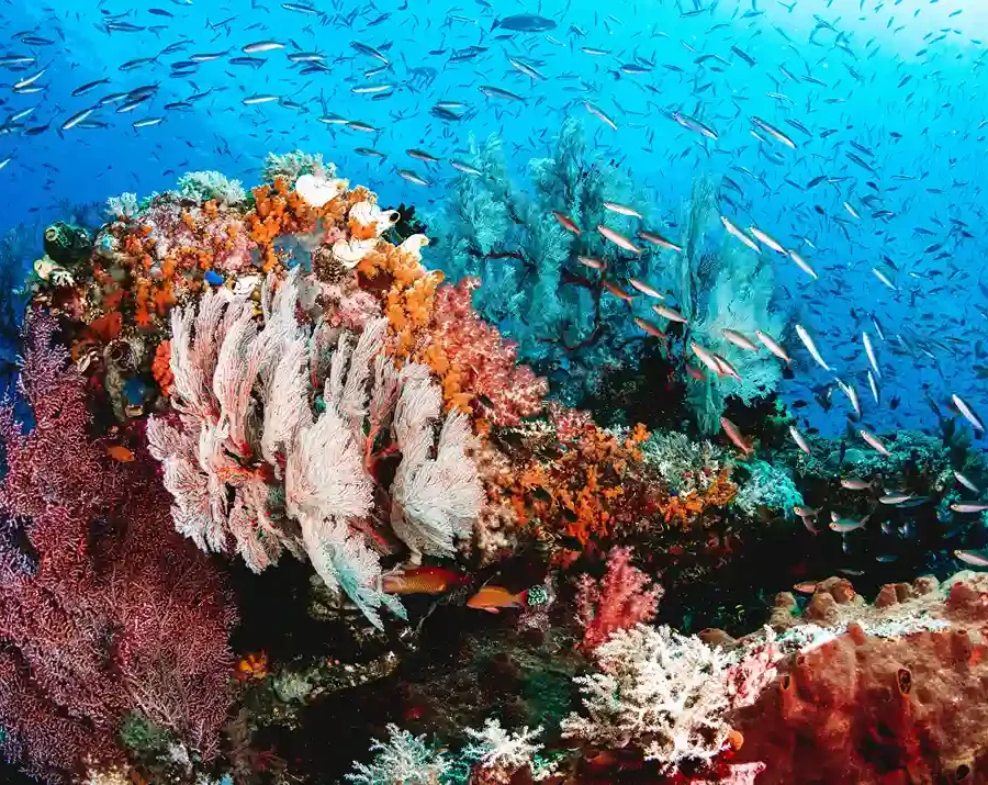 Underwater Spot Diving Raja Ampat
