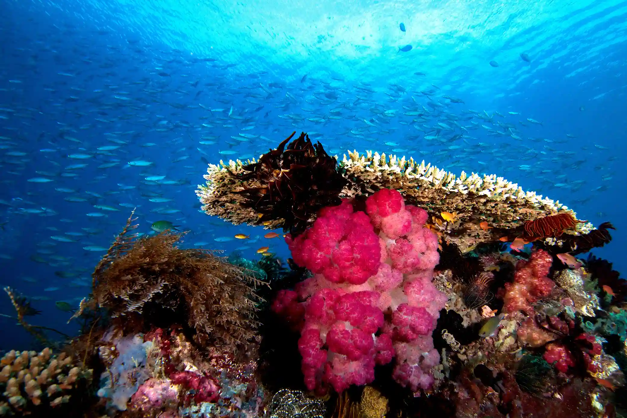 Underwater Raja Ampat