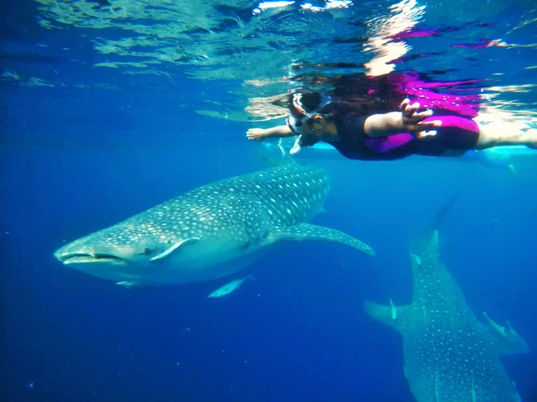 Sensasi Seru Berenang Bersama Hiu Paus di Derawan