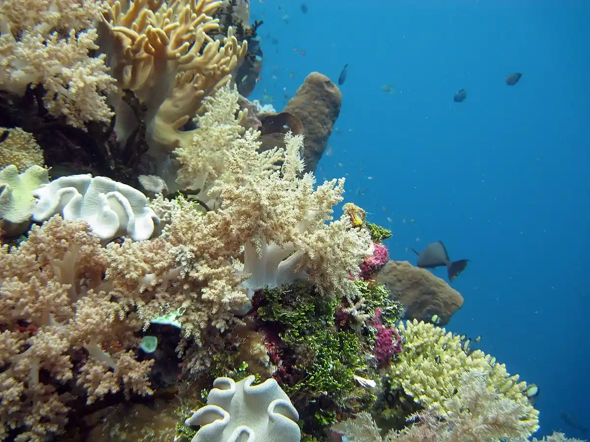 ekowisata indonesia timur - taman nasional wakatobi