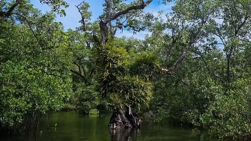 Mangrove di Pulau Semama - source GoogleMaps