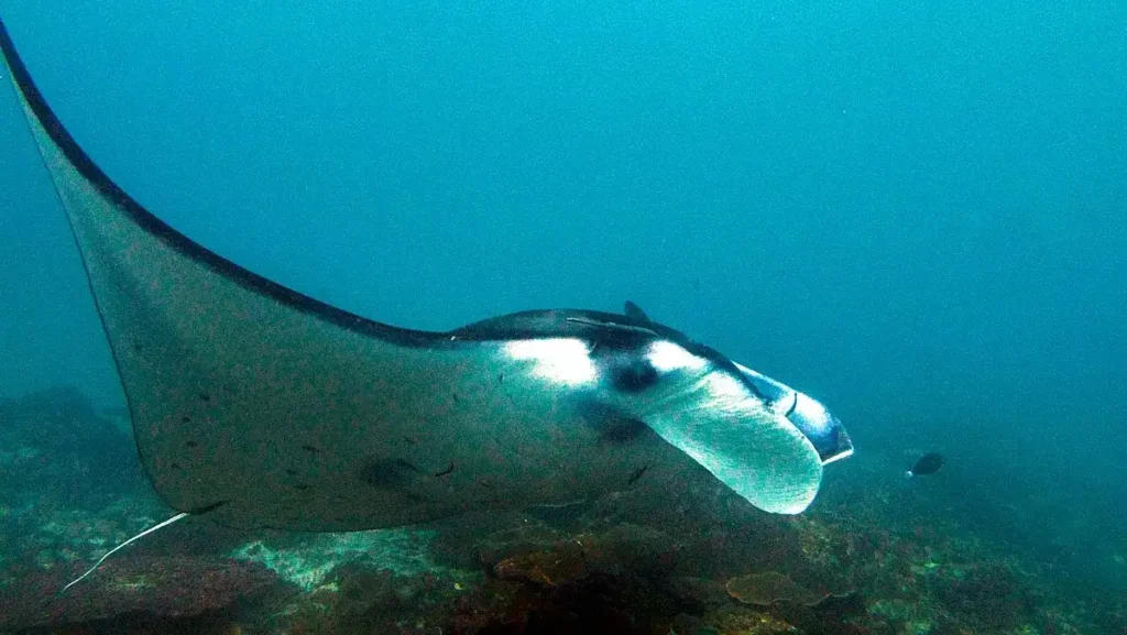 Manta Nusa Penida - source wikimedia commons