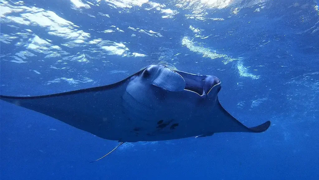 Manta Ray Nusa Penida - source wikimedia commons