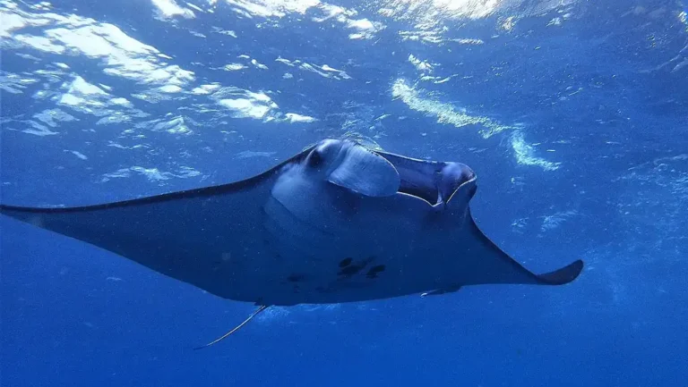 Manta Point Nusa Penida: Diving di Spot Unik di Bali