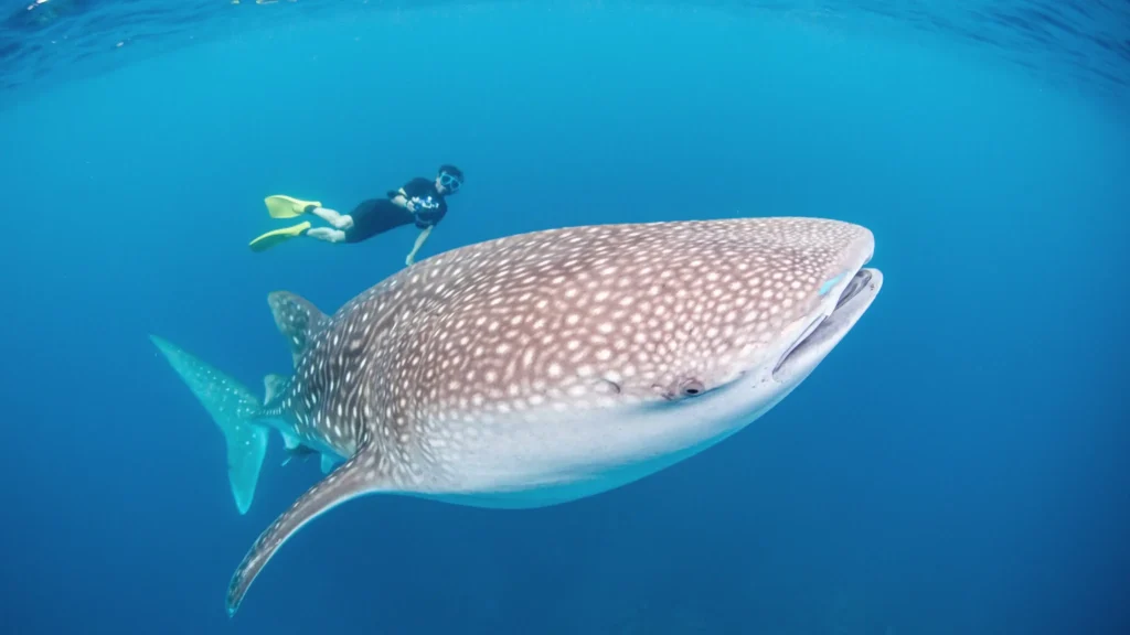 Snorkeling dengan Whale Shark - IndonesiaJuara Trip