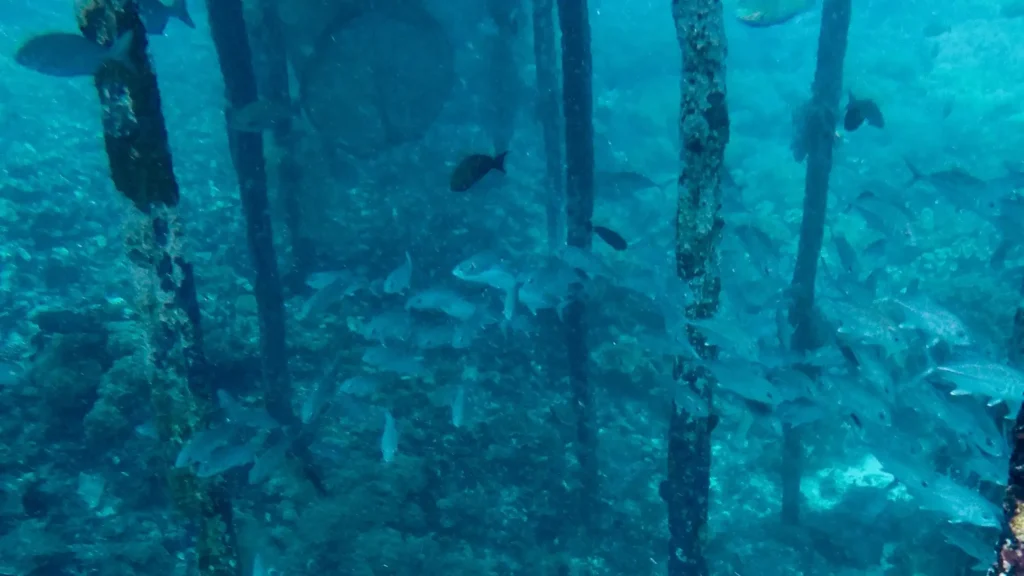 Underwater Arborek Raja Ampat