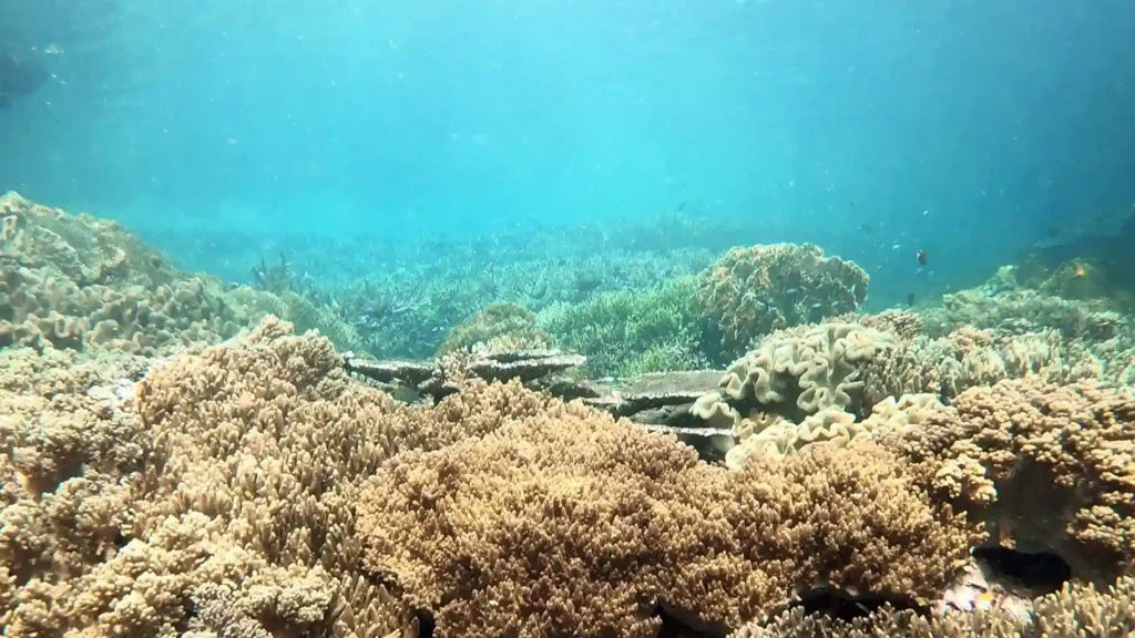 Cape Mansuar Raja Ampat