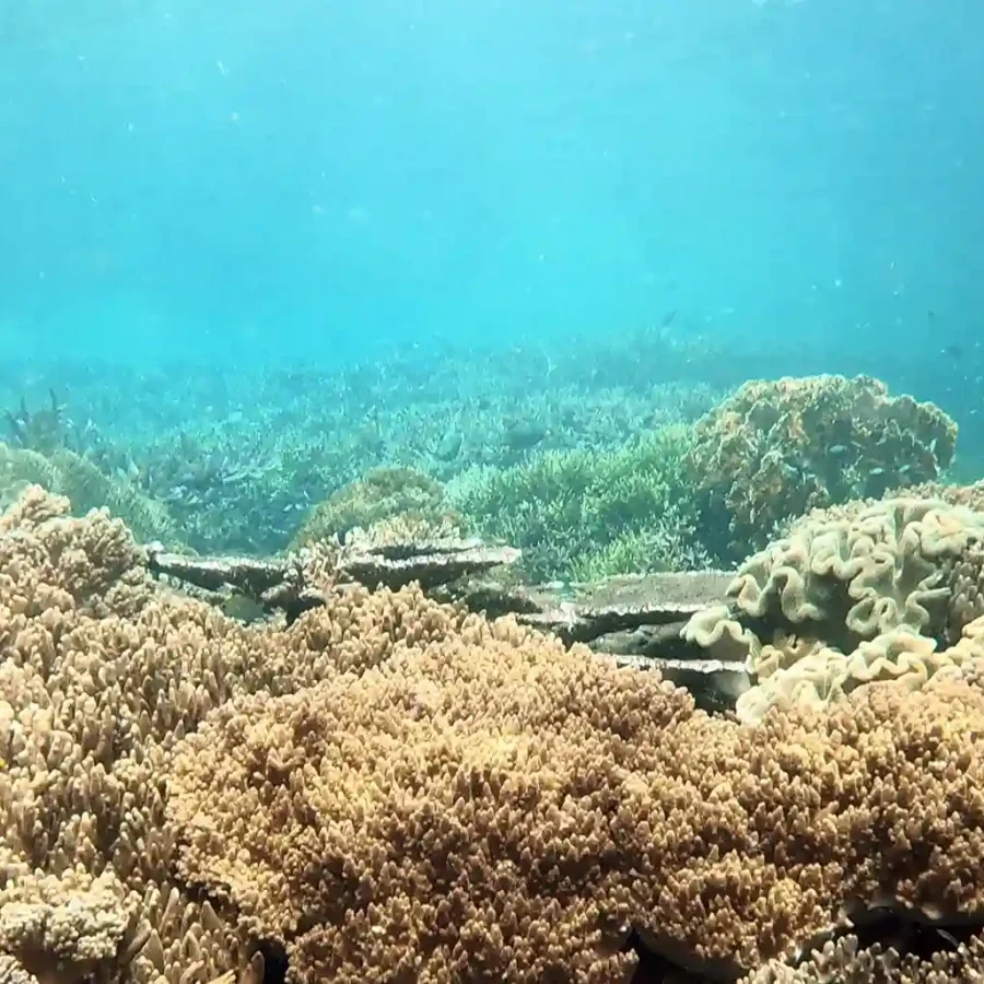 Cape Mansuar Raja Ampat