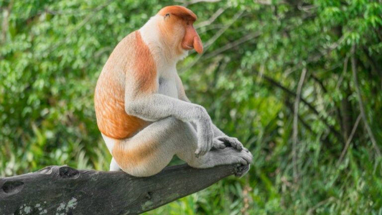 5 Spot Wisata di Kalimantan Utara yang Bisa Kamu Explore