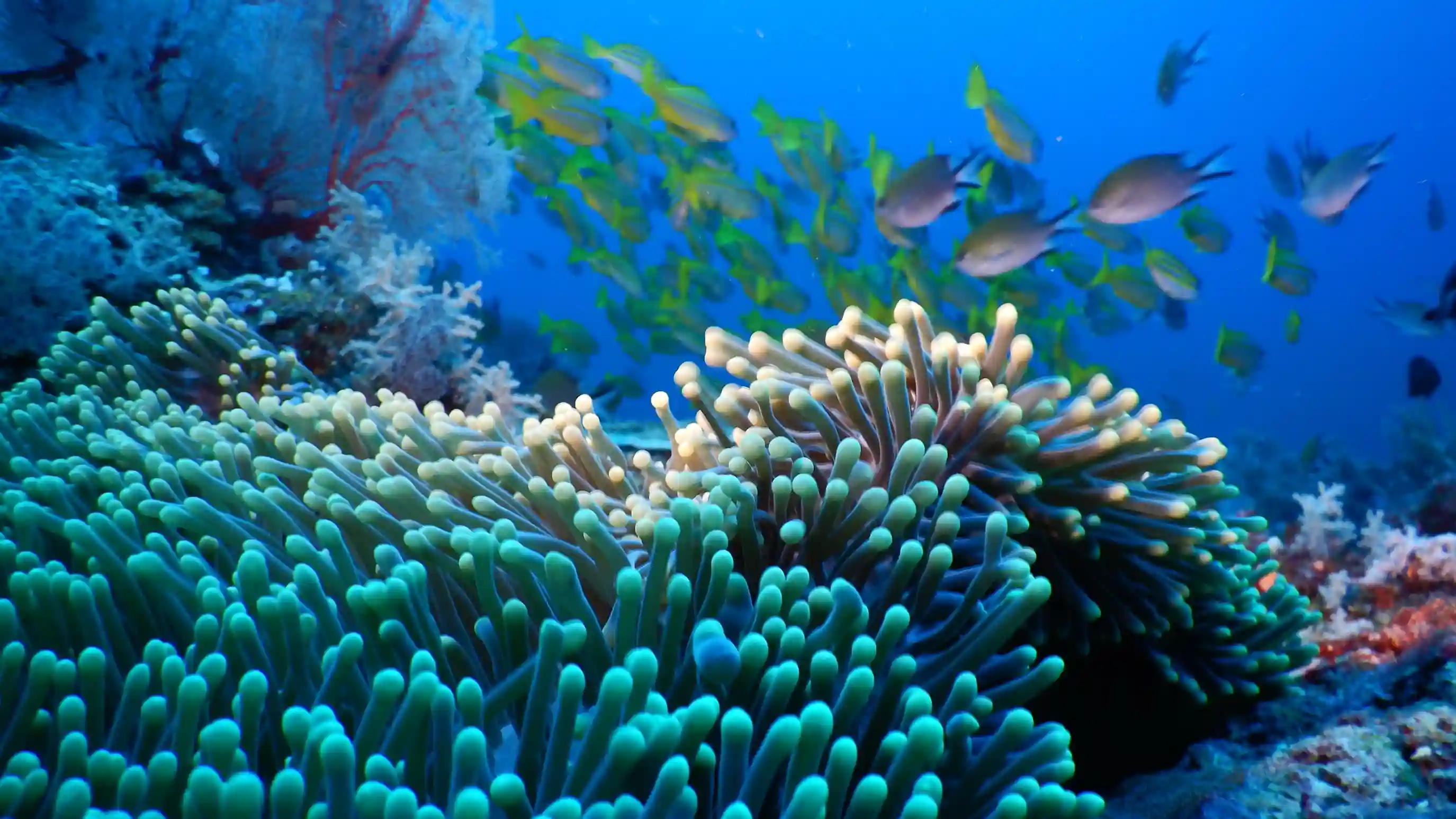 Underwater Raja Ampat