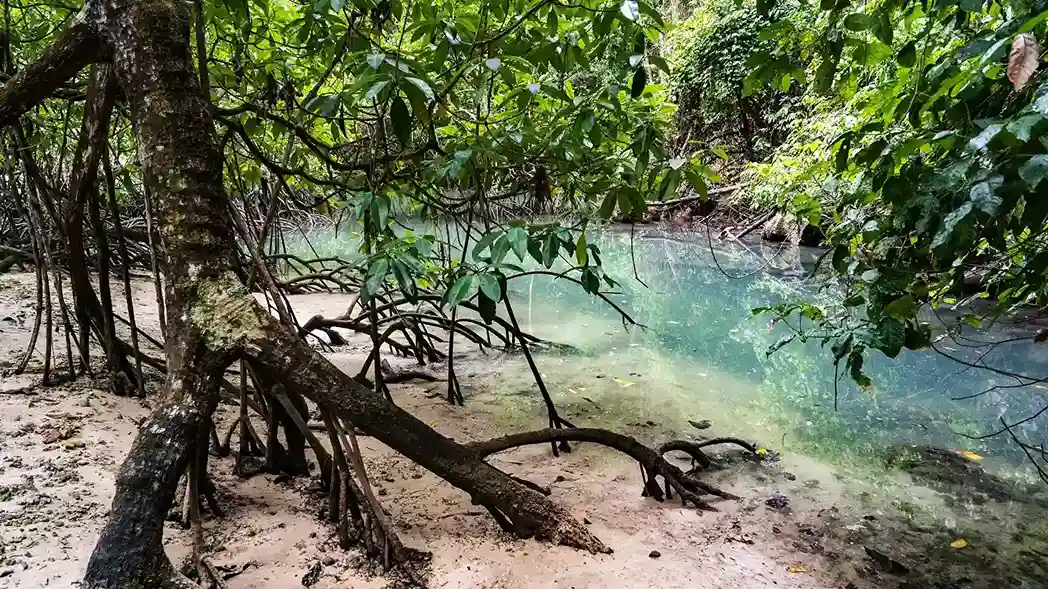 Hutan Mangrove Raja Ampat