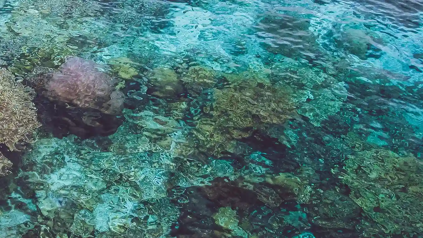 Sauwandarek Raja Ampat Underwater View | IndonesiaJuara Trip